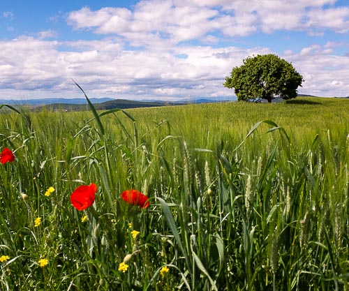 Campo di grano nelle colline della Val d'Orcia