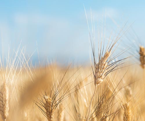 Dettaglio di una spiga in un campo di grano poco prima della mietitura