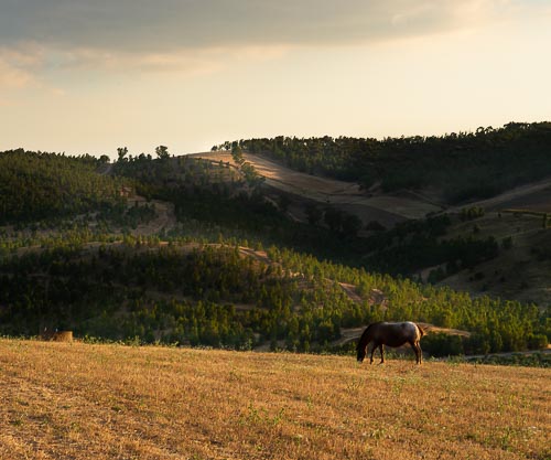 Cavallo al pascolo nelle campagne vicino Raddusa al tramonto