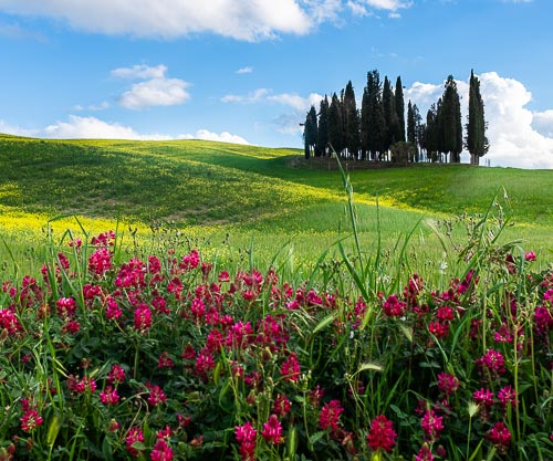 I cipressi di San Quirico d'Orcia nelle colline toscane