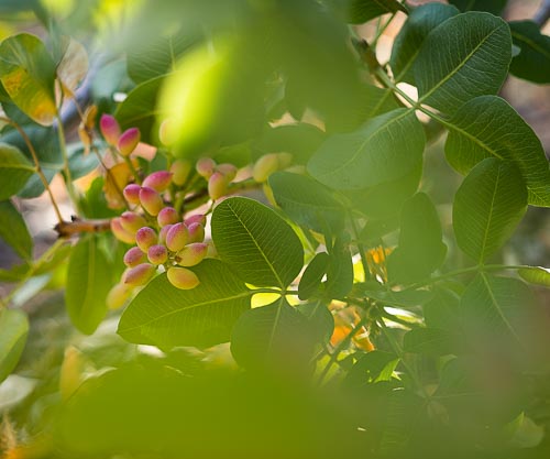 Rametti di pistacchio di Bronte prima della raccolta