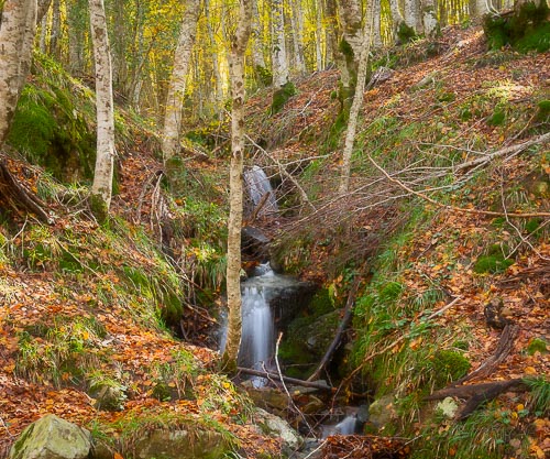 Ruscelli nel sottobosco dei Nebrodi in autunno