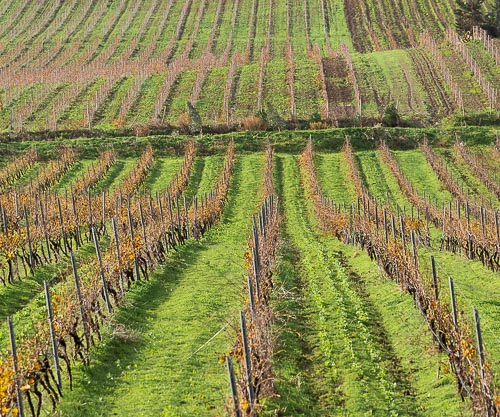Vigneti nella Valle del Belice in Sicilia