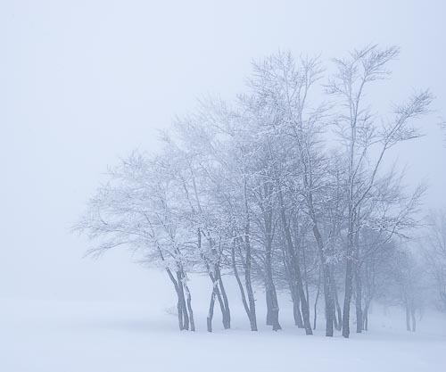 Querce innevate nel Parco dei Nebrodi lungo il sentiero per il Lago Maulazzo