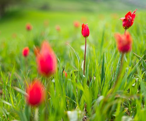 Campo di tulipani spontanei a Blufi vicino al Santuario della Madonna dell'Olio