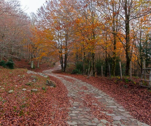 Sentiero autunnale nei boschi del Parco dei Nebrodi