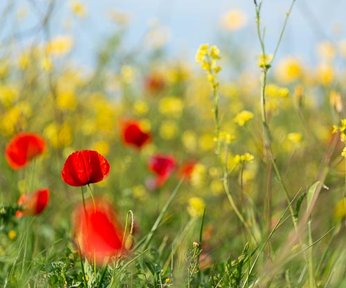 Campo di papaveri selvatici nella piana di Catania in primavera